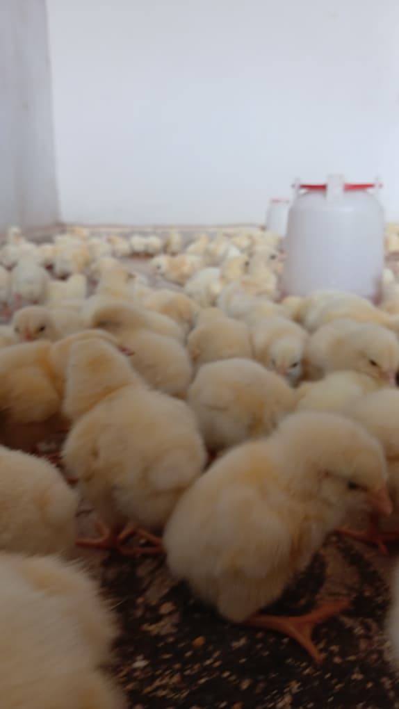 Poussins de qualité