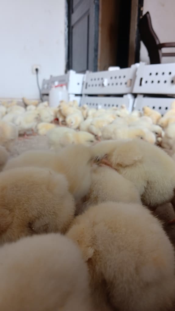 Poussins de qualité