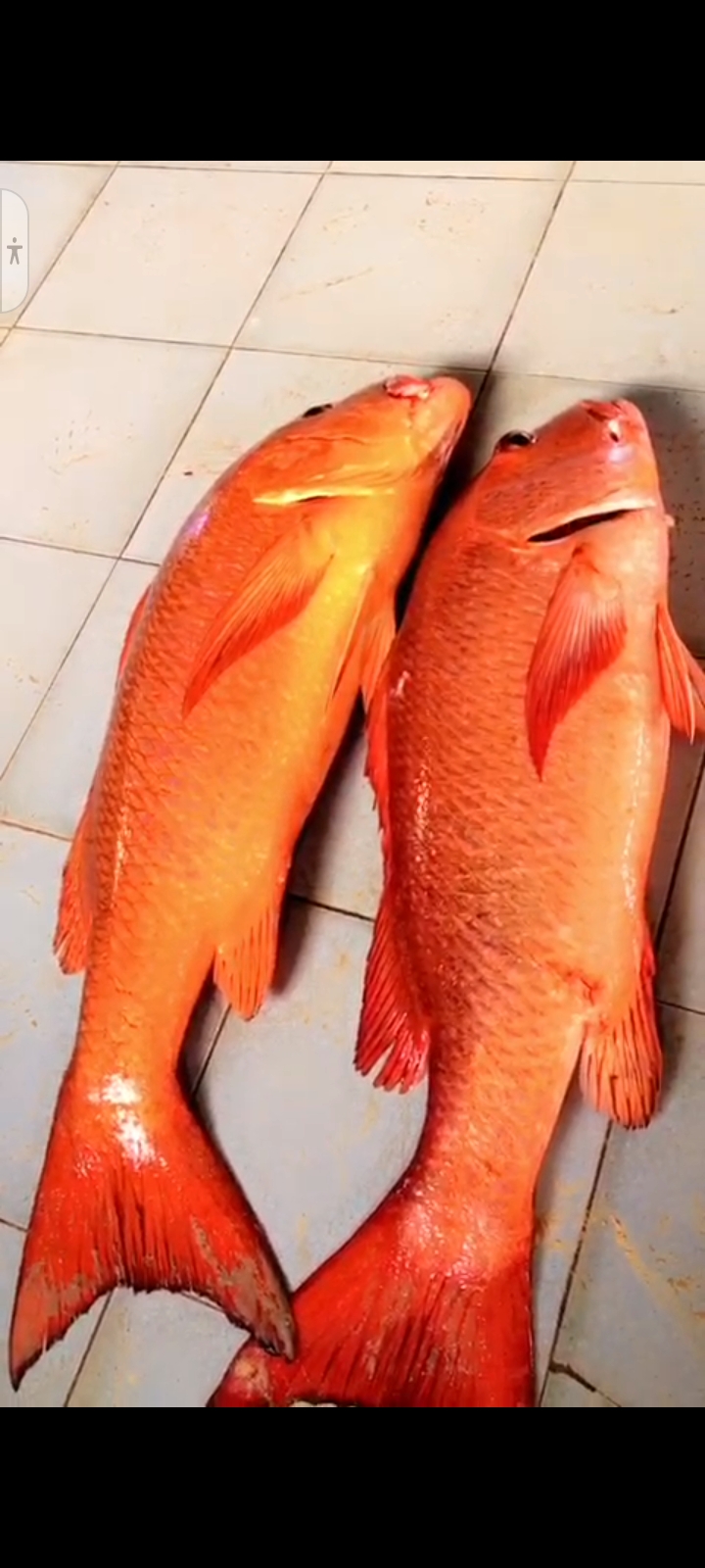 Poissonnerie,  la marmite