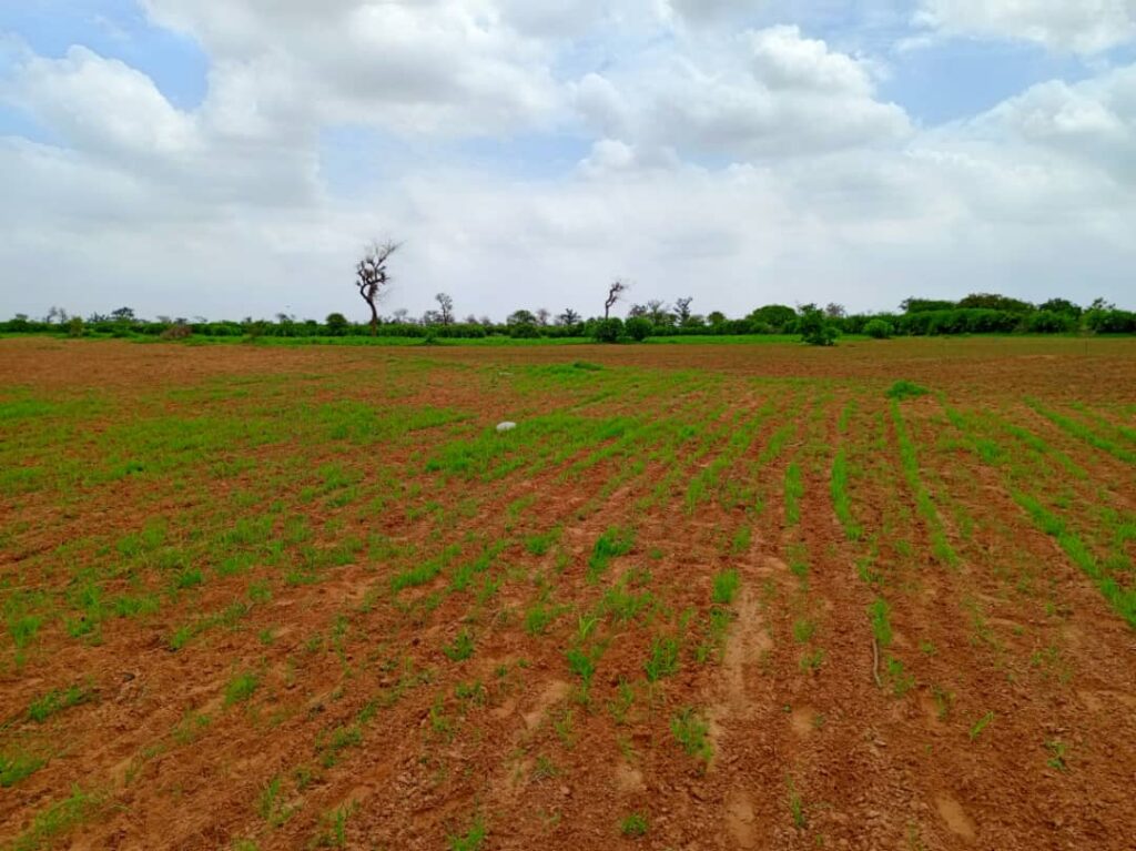 Terrain Agricole de 1,27 Hectare à Vendre à Notto