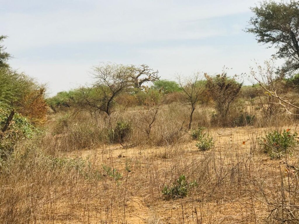 Terrain agricole de 1,50 hectare vers Sindia – Mbour