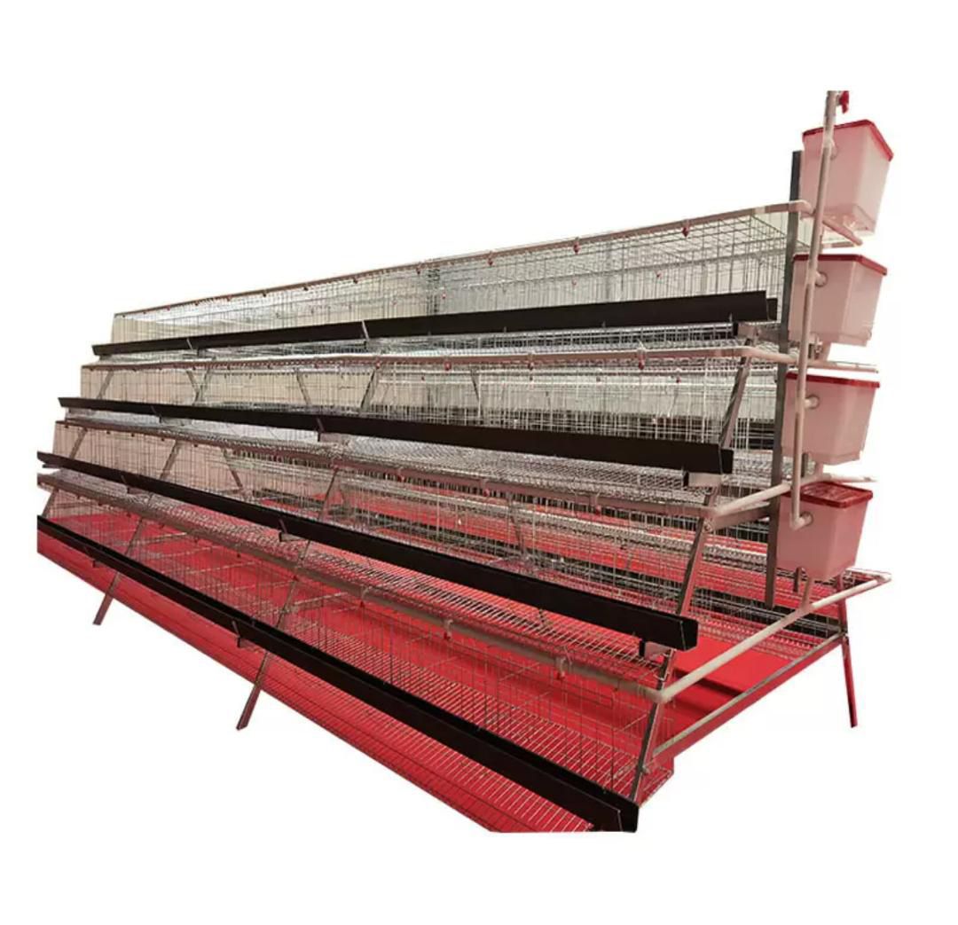 casse batterie poulet pondeuse