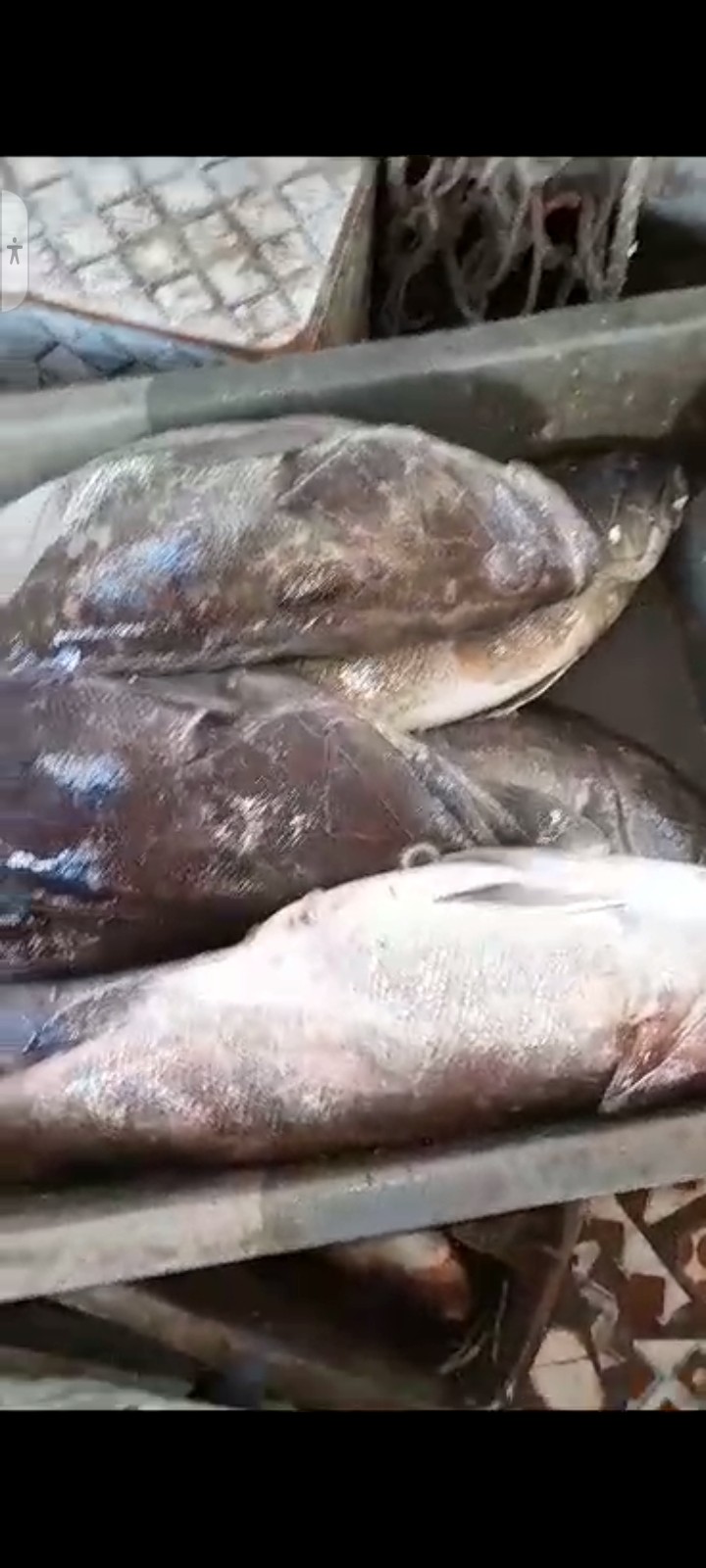 Poissonnerie,  la marmite