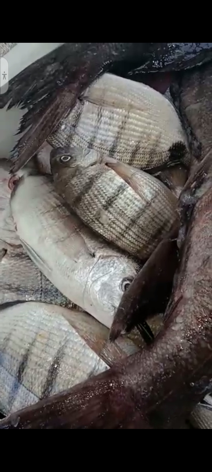 Poissonnerie,  la marmite